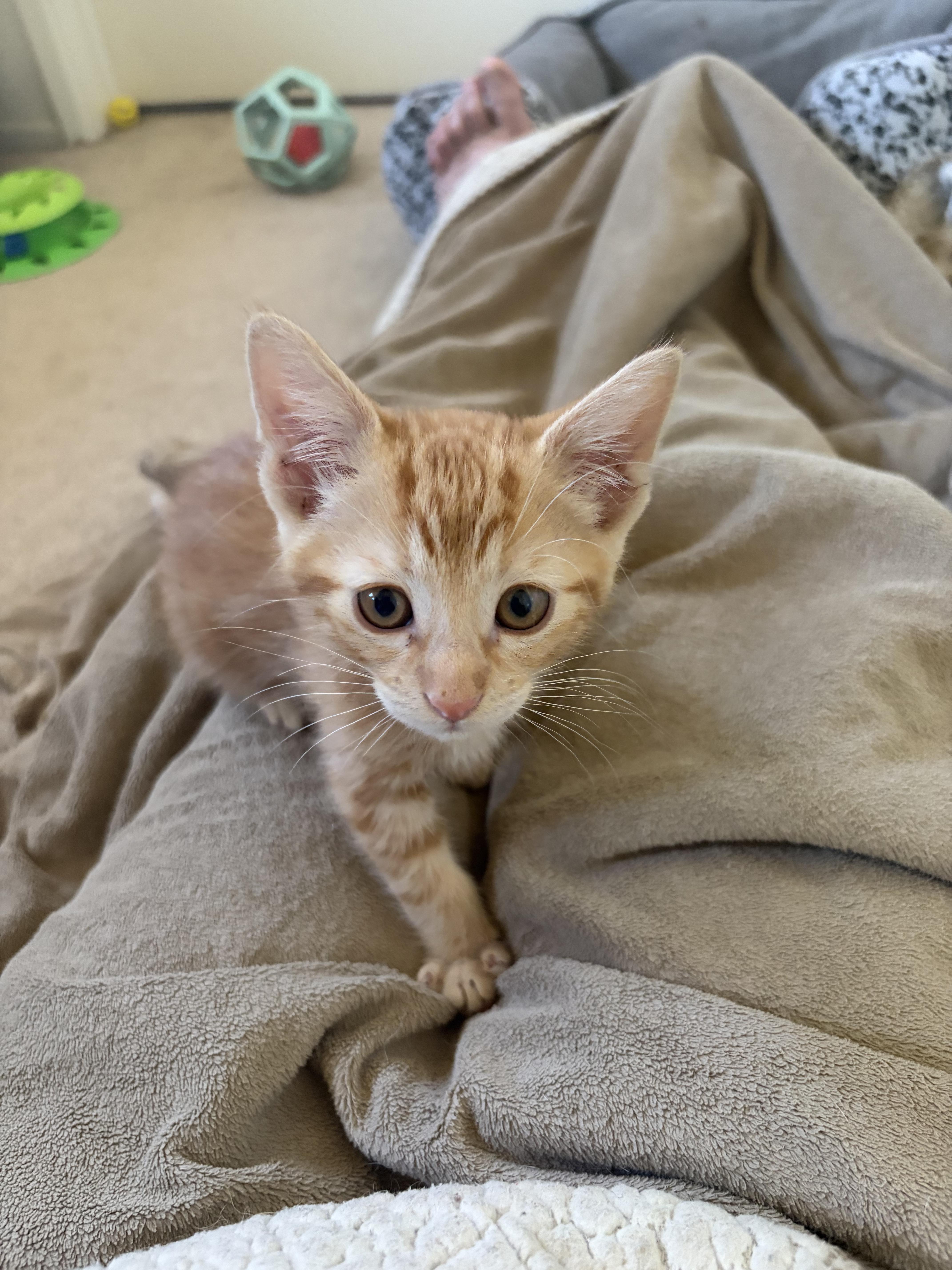 Cheeto thumbnail 2