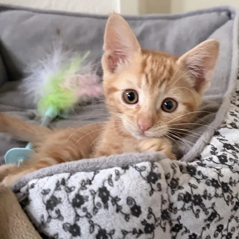 Cheeto thumbnail 3
