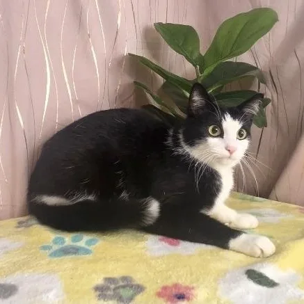 An adult medium-sized male Black & White / Tuxedo Domestic Short Hair cat named Soybean for adoption in Long Beach, MS