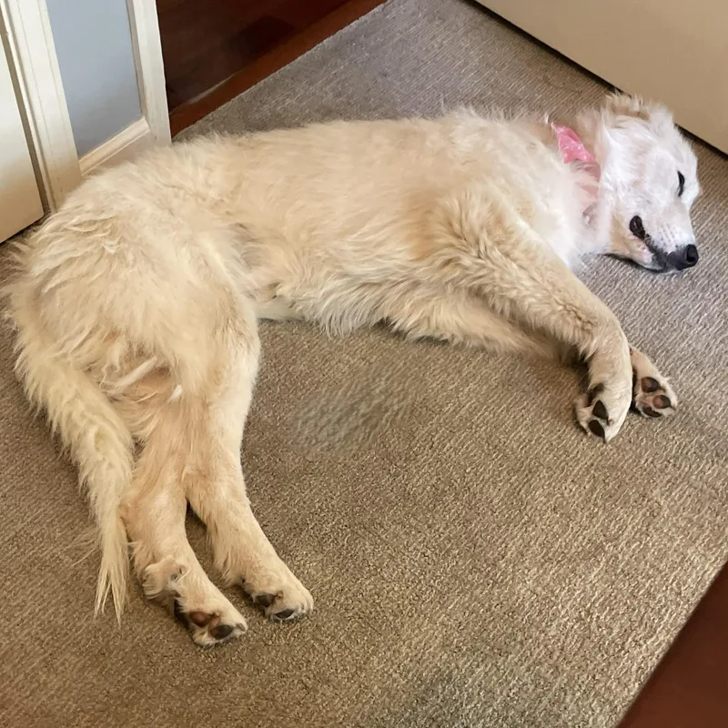 An adult large-sized female Great Pyrenees dog named Maggie Morgan for adoption in Atlanta, GA