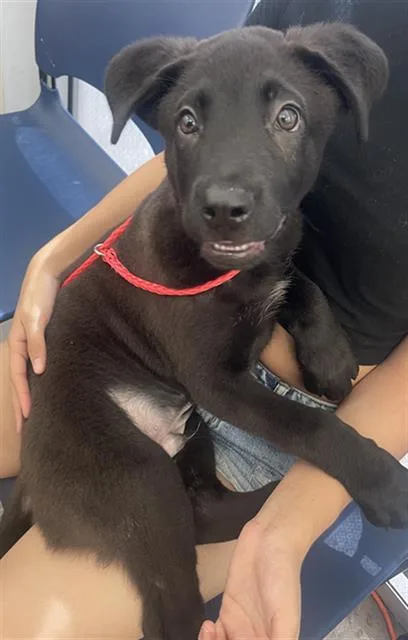 A baby large-sized male Mixed Breed dog named Blaze for adoption in Dallas, TX