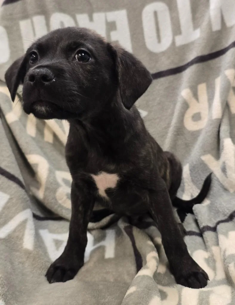 A baby medium-sized male Terrier dog named Rowdy for adoption in Murphysboro, IL