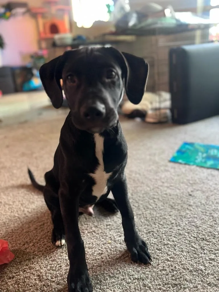 Ziggy Cl thumbnail 2