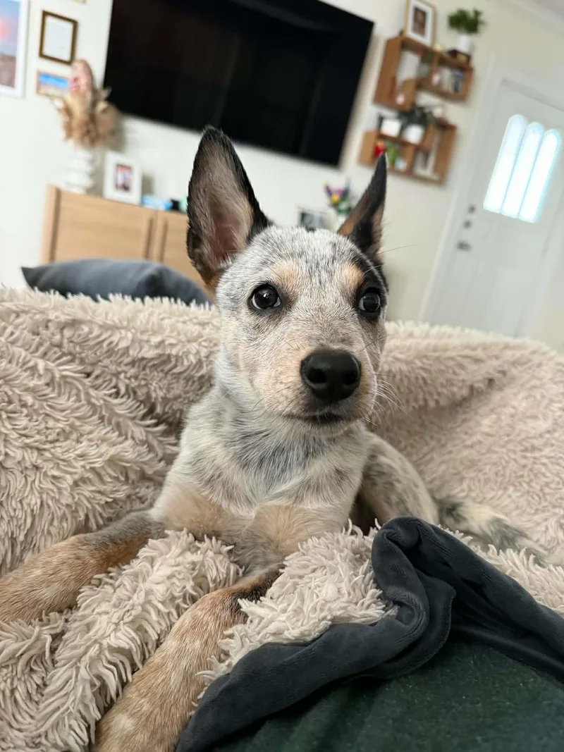 Stella thumbnail 4