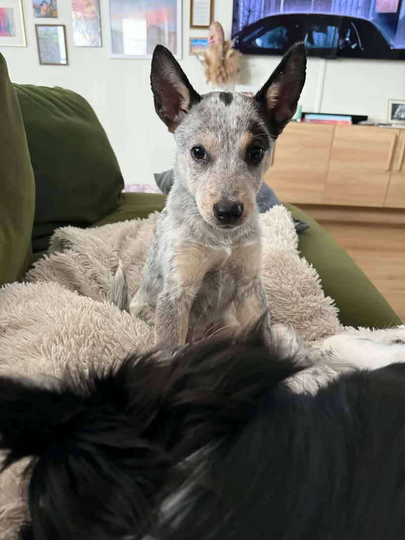 Stella thumbnail 5