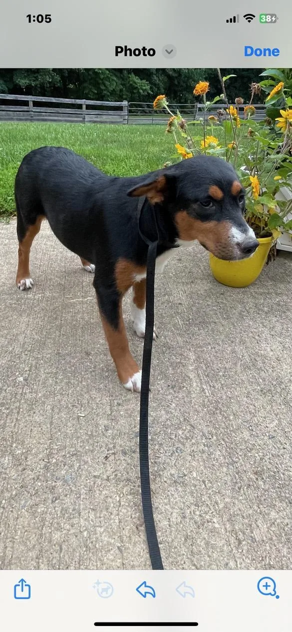 A baby medium-sized female Shepherd dog named Paisley for adoption in Lincoln University, PA