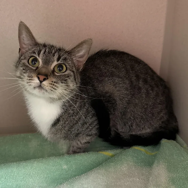 An adult small-sized female Domestic Short Hair cat named Joji for adoption in Kearney, NE