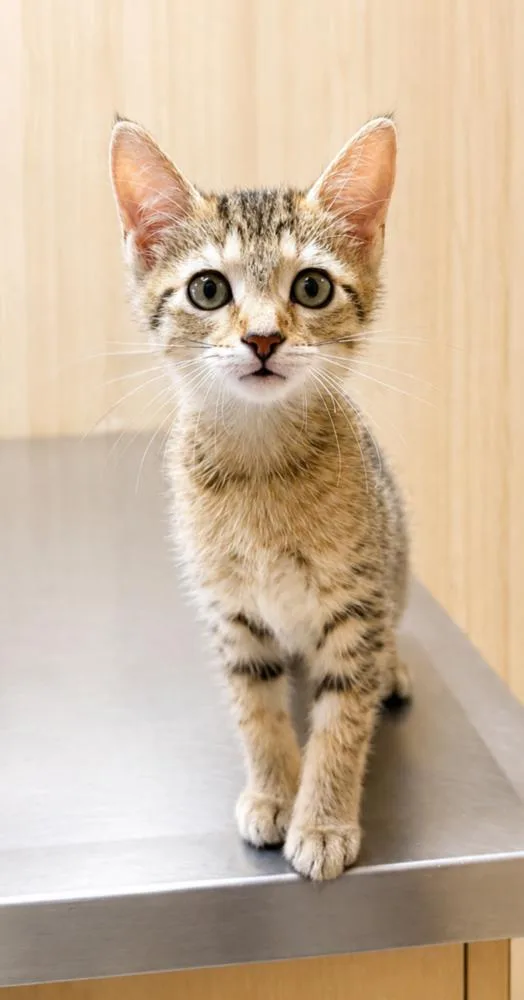 A baby small-sized female Brown / Chocolate Domestic Short Hair cat named Starburst for adoption in Homer Glen, IL