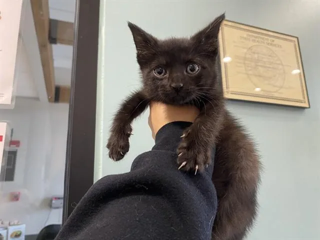 A baby small-sized male Domestic Short Hair cat named Pip for adoption in Garland, TX