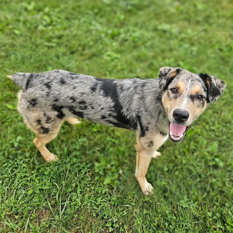 Duke