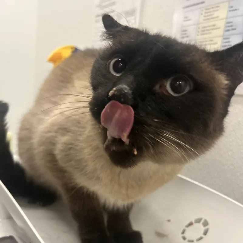 A senior medium-sized male Seal Point Domestic Short Hair cat named Butterscotch for adoption in Park City, UT