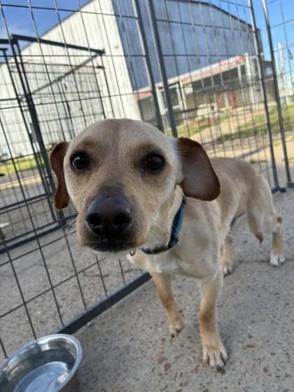 An adult small-sized male Terrier dog named Farrell for adoption in West Memphis, AR