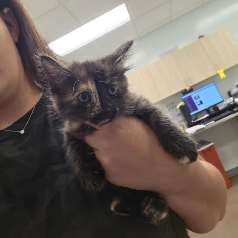 A baby small-sized female Domestic Medium Hair cat named Penelope for adoption in Chattanooga, TN