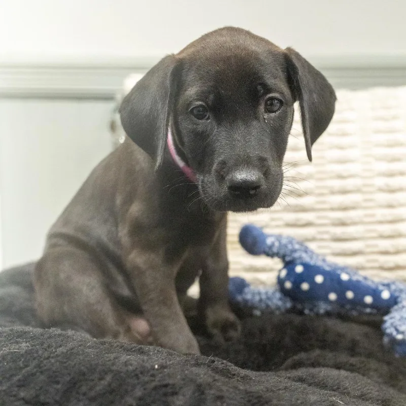 A baby medium-sized female Labrador Retriever dog named Jinx for adoption in Pawling, NY