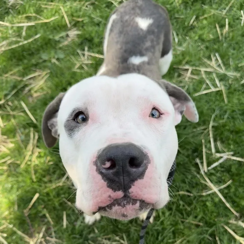 A young large-sized male Gray / Blue / Silver Pit Bull Terrier dog named Lunk ~ Coming Soon!!! for adoption in Chicago, IL