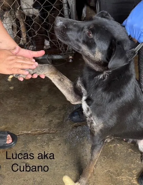 Lucas thumbnail 3