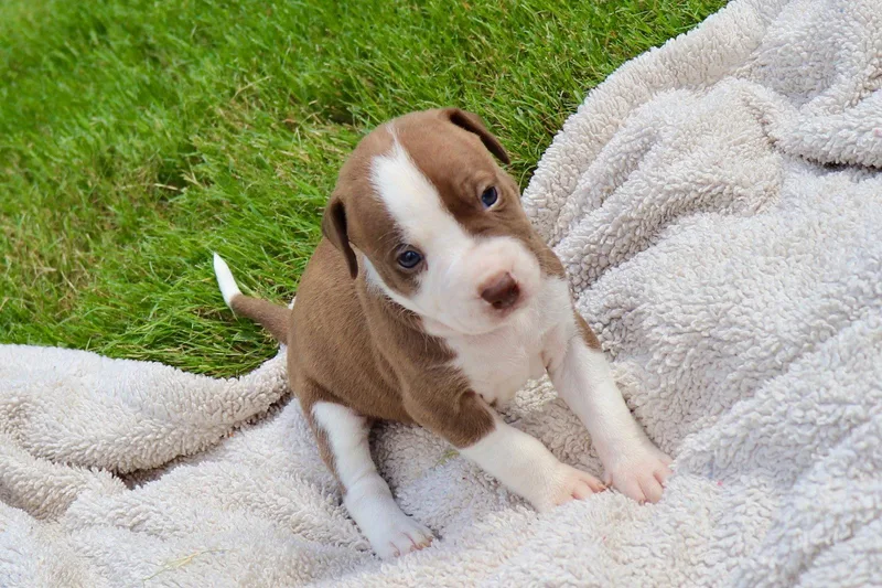 A baby medium-sized male American Staffordshire Terrier dog named Bam Bam The for adoption in Atlanta, GA