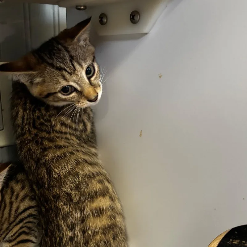 A baby small-sized female Brown / Chocolate Domestic Short Hair cat named Tom for adoption in Pawling, NY