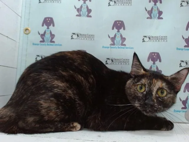 A young small-sized female Domestic Short Hair cat named Coco for adoption in Orlando, FL
