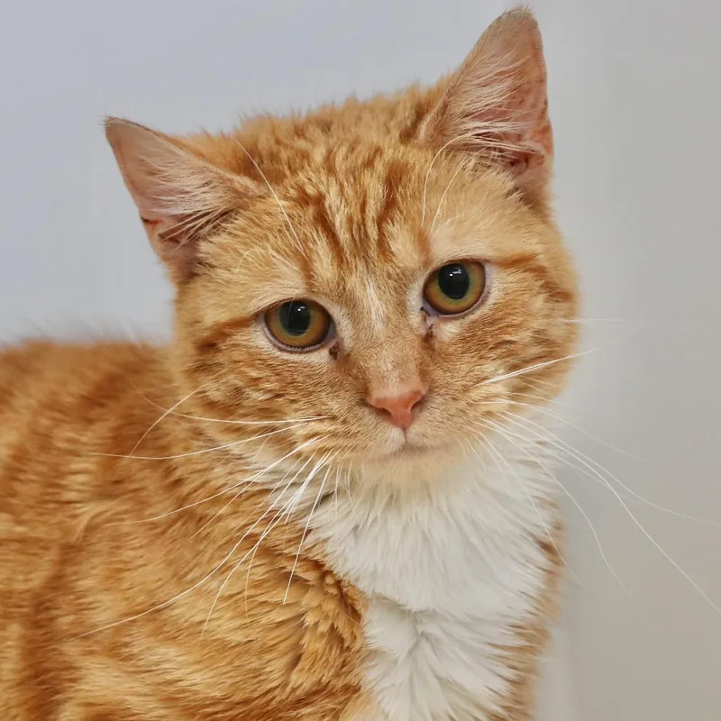 An adult medium-sized male Orange / Red Domestic Short Hair cat named Carrot Top for adoption in Allentown, PA