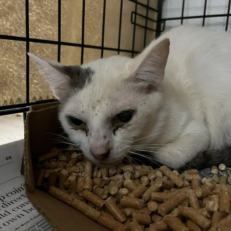 A young medium-sized male White Domestic Short Hair cat named Chamber for adoption in Charlottesville, VA