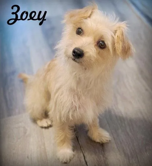 An adult small-sized female Poodle dog named Zoey for adoption in Anaheim Hills, CA