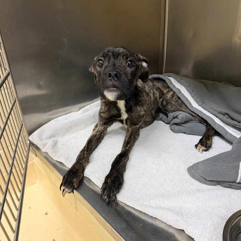 An adult medium-sized male Brindle Mixed Breed dog named Goldfish for adoption in Winston-Salem, NC
