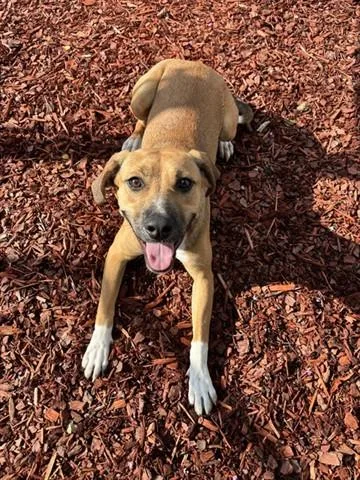 A young medium-sized female Black Mouth Cur dog named Salalie for adoption in Panama City, FL
