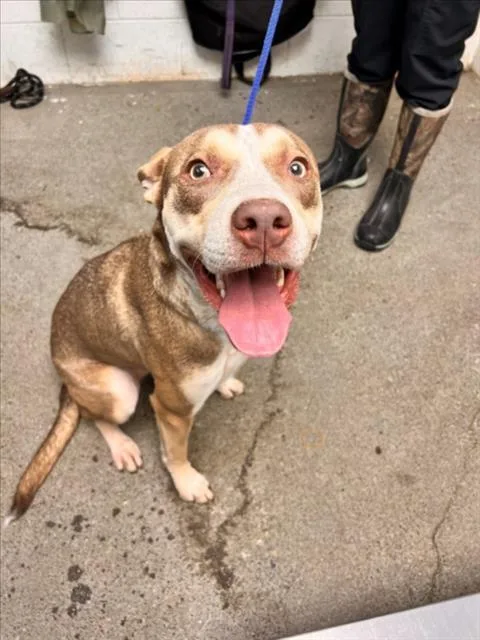 A young large-sized female Pit Bull Terrier dog named Ruby for adoption in Woodland, CA