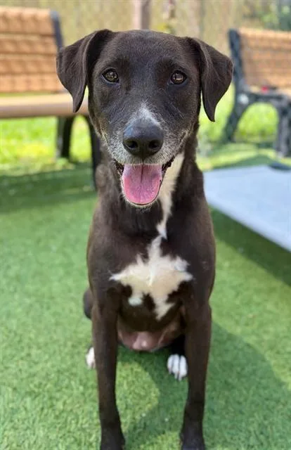 An adult large-sized female Mixed Breed dog named Chloe for adoption in Columbia, SC