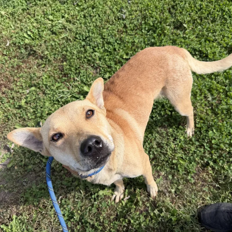 An adult medium-sized female Apricot / Beige Terrier dog named Zena for adoption in Trenton, MO