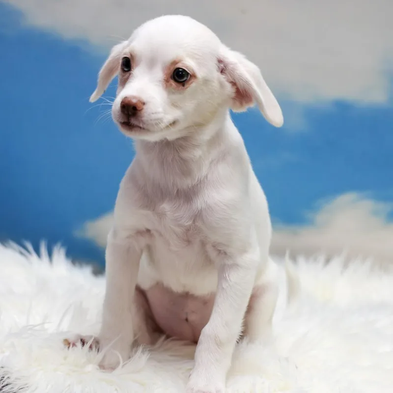 A baby small-sized female White / Cream Chihuahua dog named Vivienne for adoption in Casa Grande, AZ
