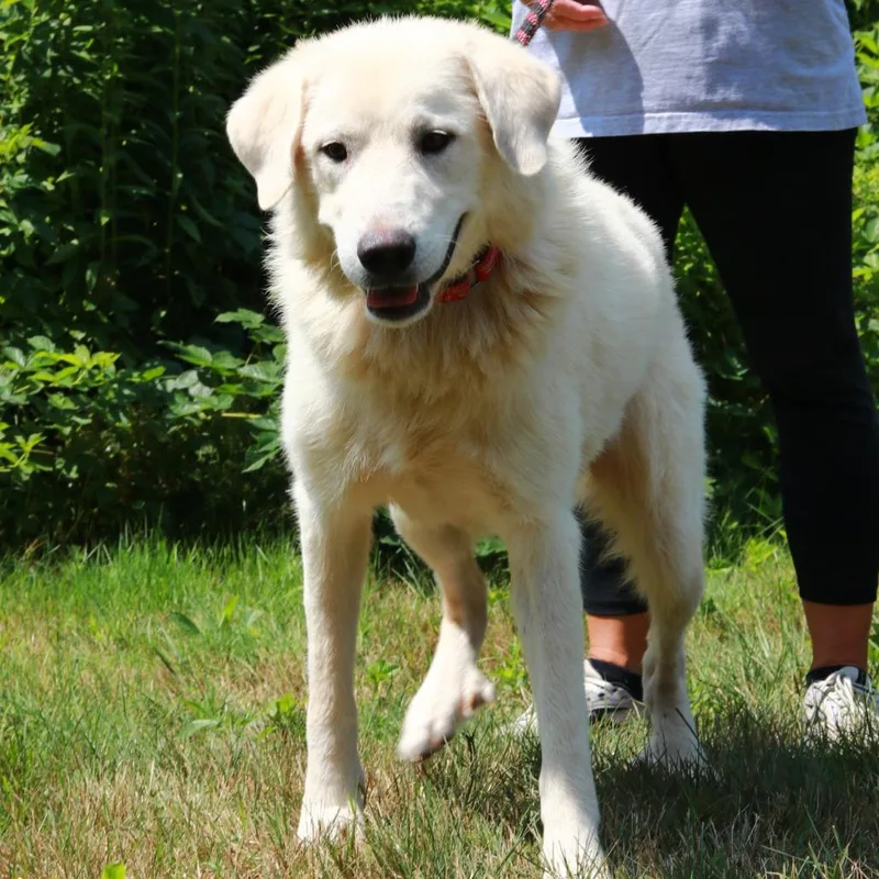 A young large-sized male White / Cream Great Pyrenees dog named CT Oslo for adoption in Stormville, NY
