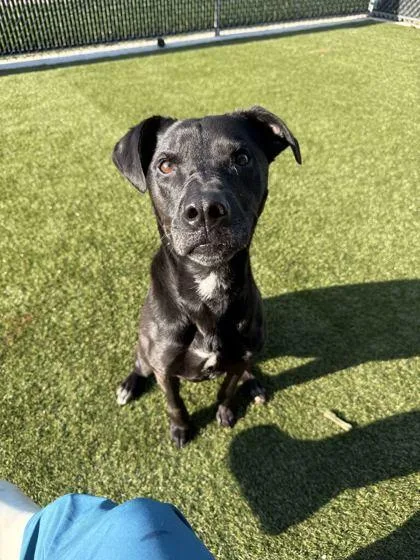 An adult large-sized female Mixed Breed dog named Daisy for adoption in Lafayette, IN