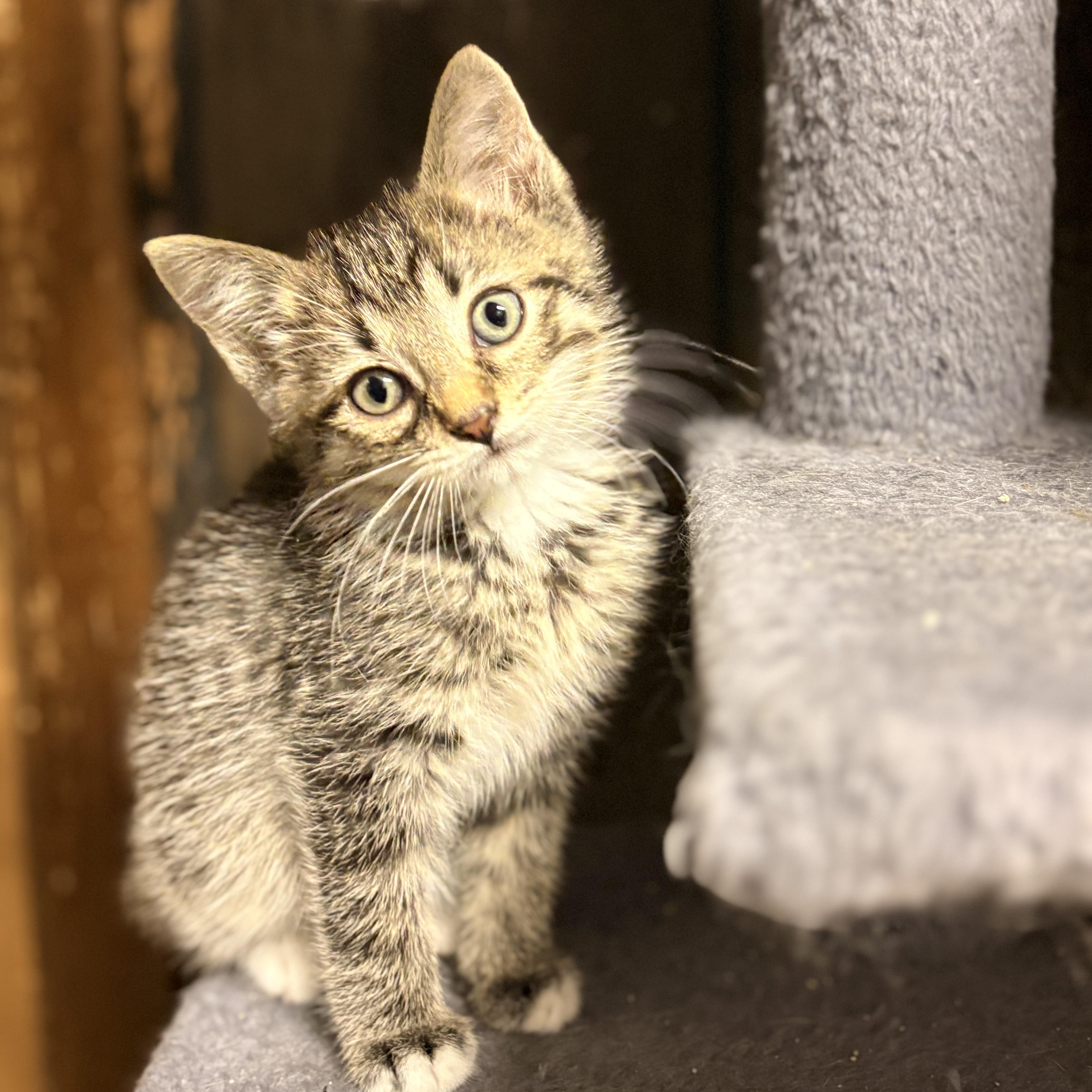 A baby medium-sized male Tabby (Brown / Chocolate) Domestic Short Hair cat named Levi for adoption in Austintown, OH