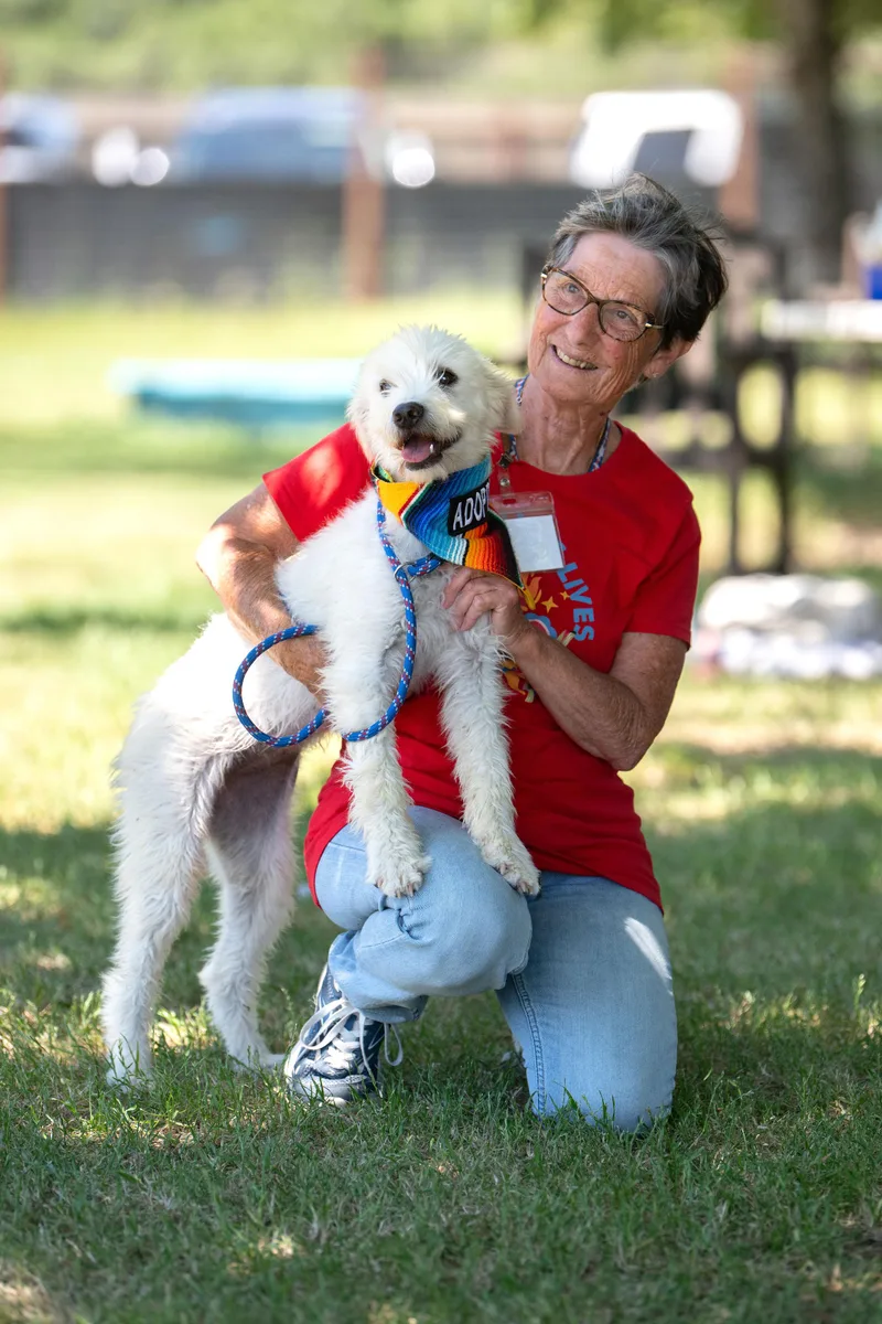 A young medium-sized female White / Cream Terrier dog named Blanquita for adoption in Santa Rosa, CA