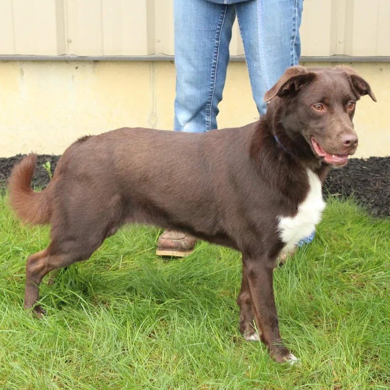 A young medium-sized female Brown / Chocolate Chocolate Labrador Retriever dog named Indie for adoption in Eaton, OH