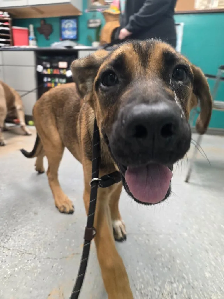A baby medium-sized male Neapolitan Mastiff dog named Charleston for adoption in Rockport, TX
