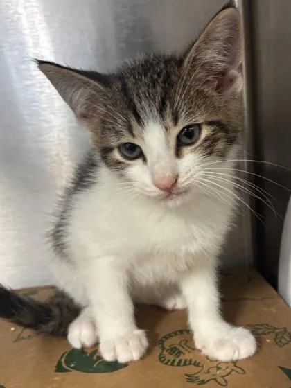 A baby small-sized male Domestic Short Hair cat named Eugene for adoption in West Chester, PA