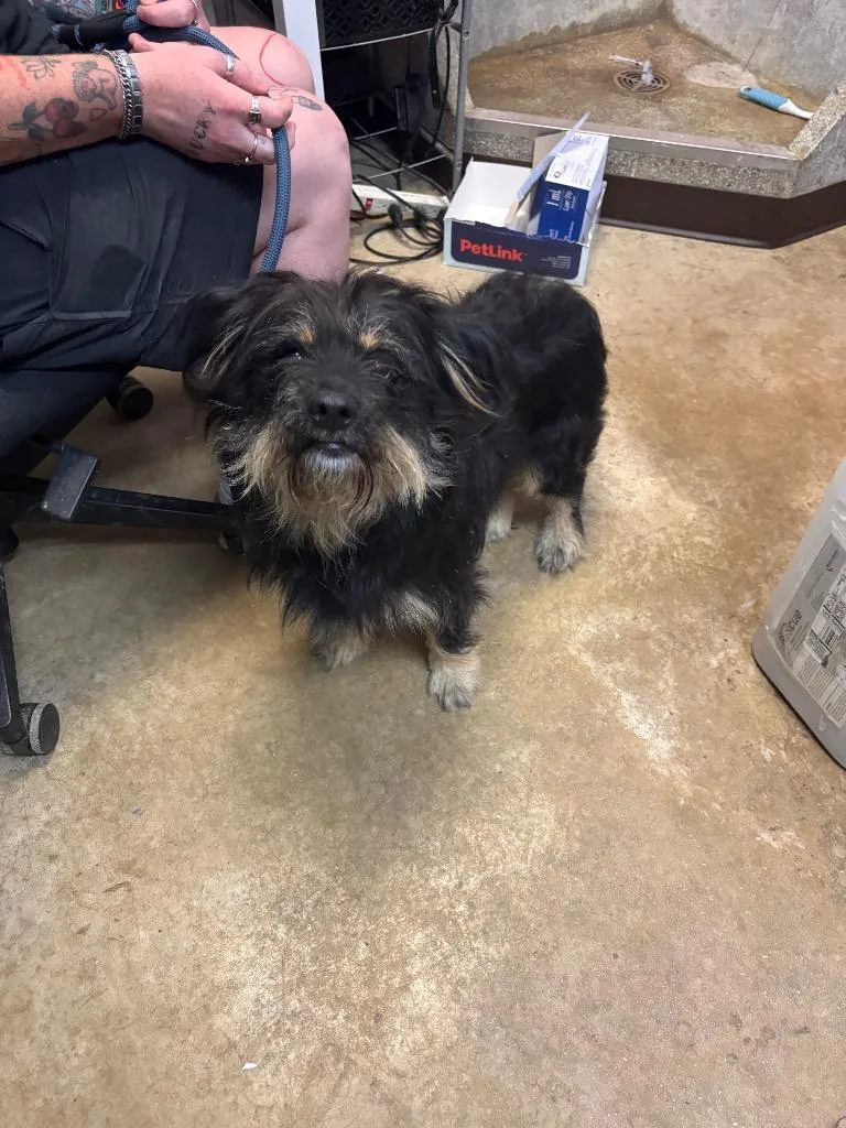 A young medium-sized male Terrier dog named Shifter for adoption in New Braunfels, TX