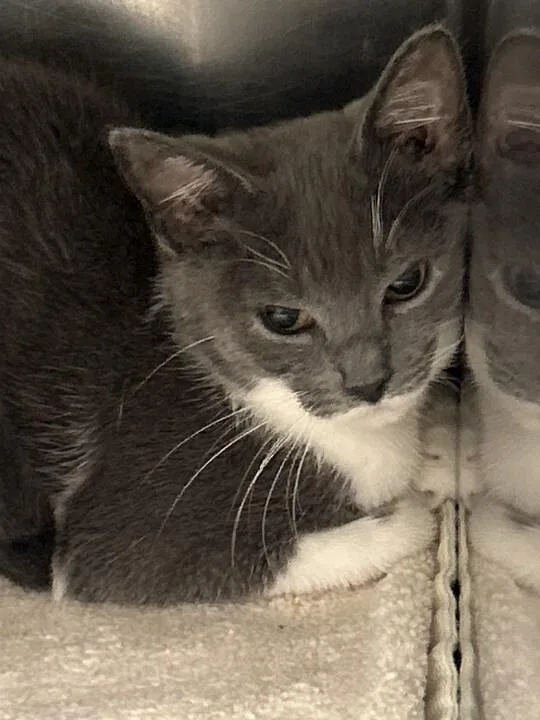 A baby small-sized female Gray / Blue / Silver Domestic Short Hair cat named Capri Sun for adoption in Elyria, OH