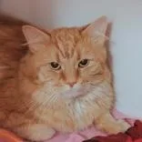 An adult medium-sized male Orange & White Domestic Long Hair cat named Opie for adoption in Hilliard, OH