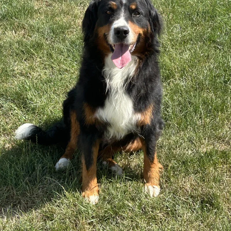 An adult medium-sized female Tricolor (Brown, Black, & White) Bernese Mountain Dog dog named Susie petite lbs for adoption in Antwerp, OH