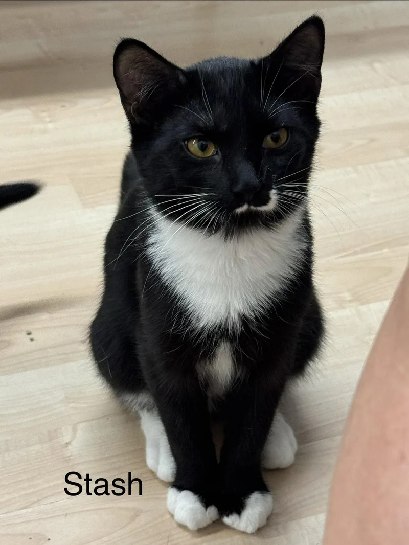 An adult medium-sized male Black & White / Tuxedo Domestic Short Hair cat named Stash for adoption in Herndon, VA
