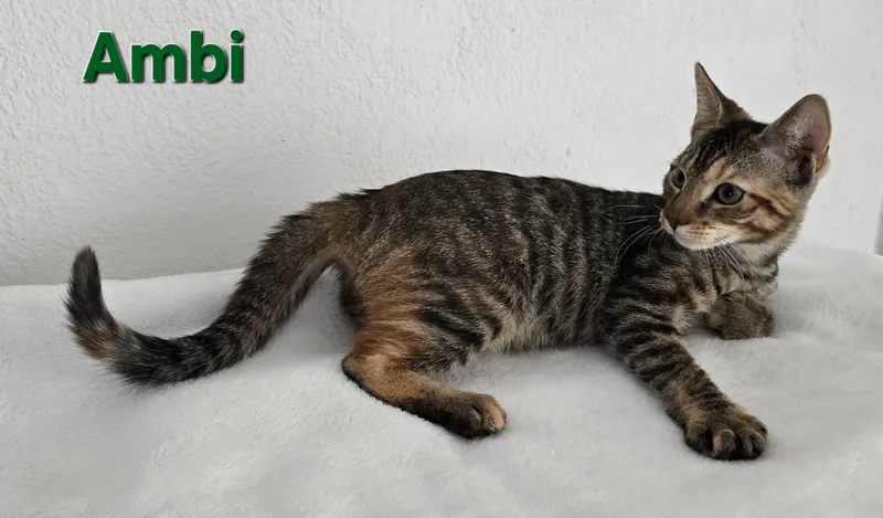 Ambi