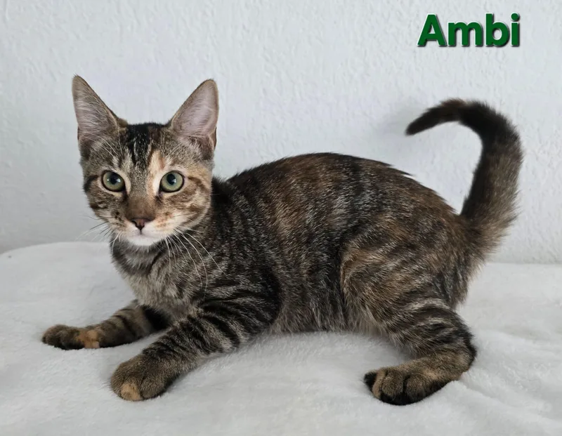 Ambi thumbnail 3
