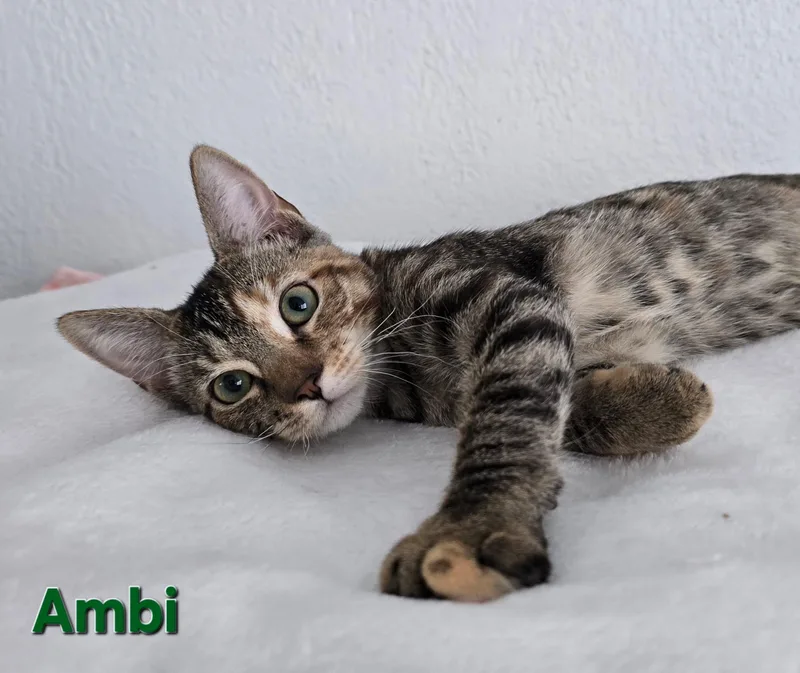 Ambi thumbnail 4