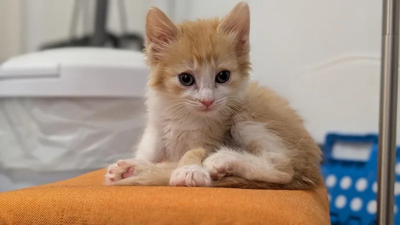A baby small-sized male Domestic Short Hair cat named Yellowstone for adoption in Newnan, GA