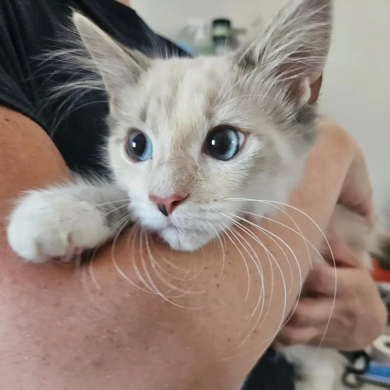 A baby small-sized female Seal Point Domestic Short Hair cat named Katarina for adoption in Hattiesburg, MS