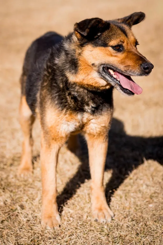 An adult medium-sized female Shepherd dog named Galadriel for adoption in Fort Lupton, CO